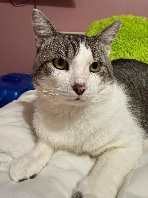 An adult medium-sized male Domestic Short Hair cat named Opoponax for adoption in Cincinnati, OH