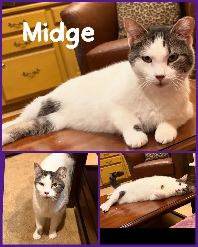Midge