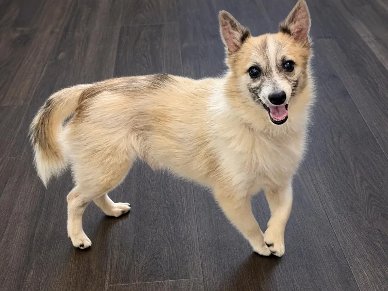 An adult small-sized male Chihuahua dog named JoJo for adoption in Ladson, SC