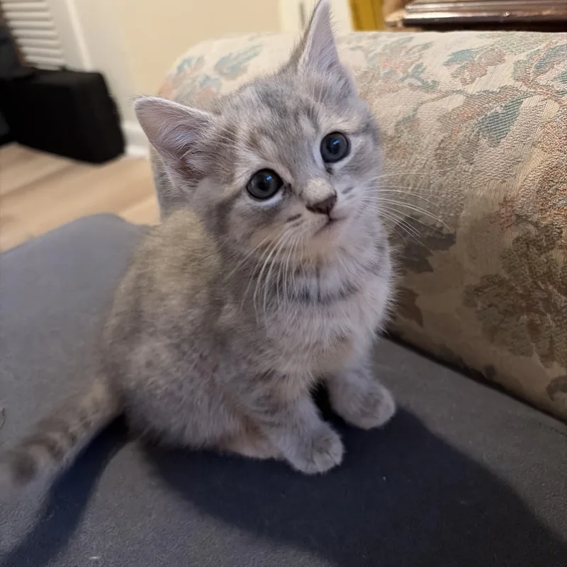A baby medium-sized female Tabby (Gray / Blue / Silver) Domestic Short Hair cat named Tundra for adoption in Easley, SC