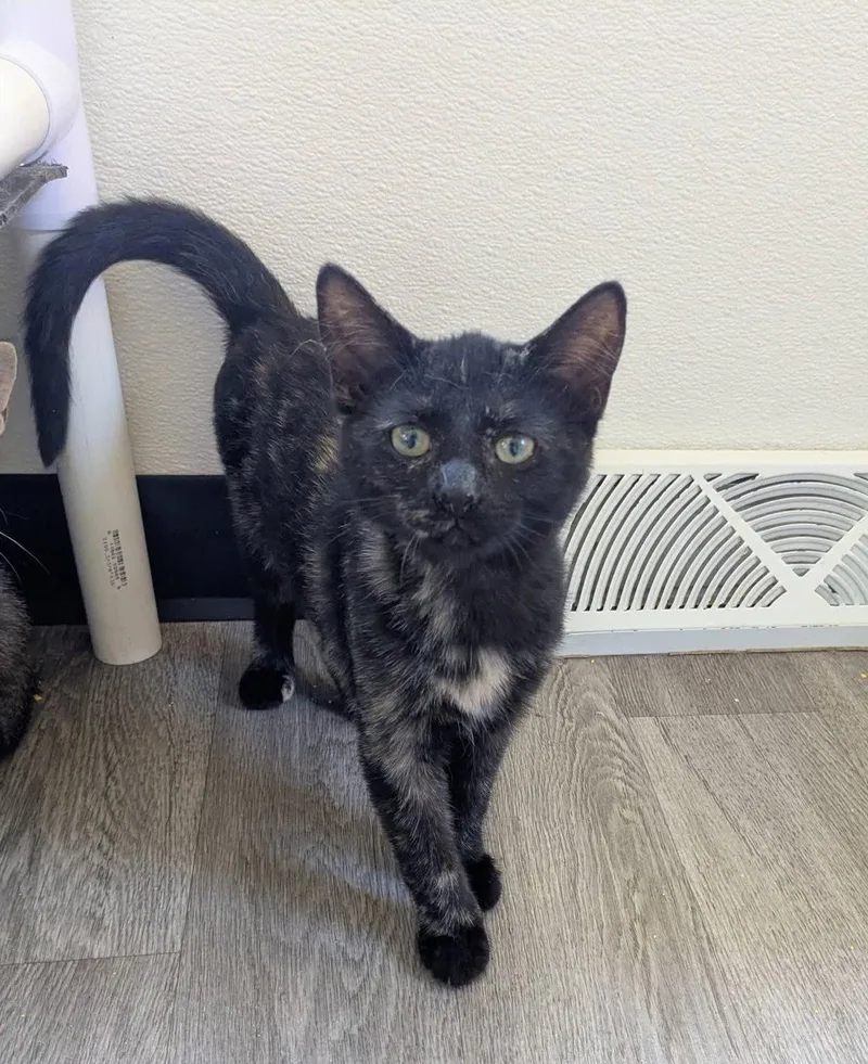 A baby medium-sized female Tortoiseshell cat named Gaia for adoption in Bay City, MI