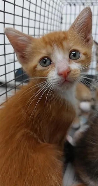 A baby small-sized male Domestic Short Hair cat named Soliare for adoption in Fort Lauderdale, FL