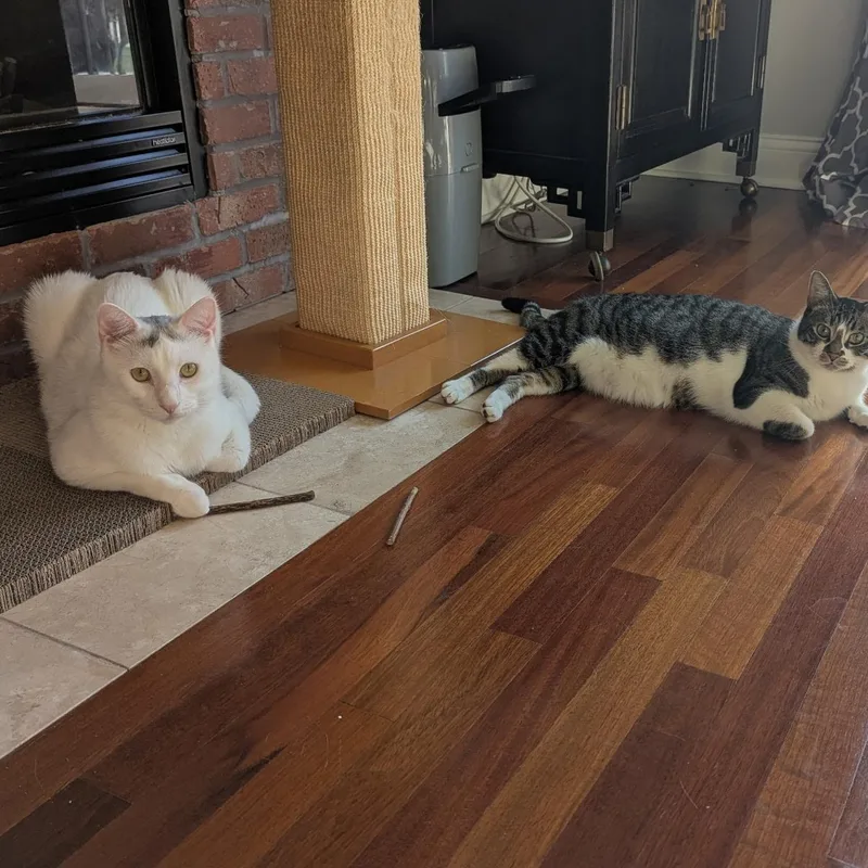 A young large-sized male White Domestic Short Hair cat named Yukon for adoption in Chicago, IL