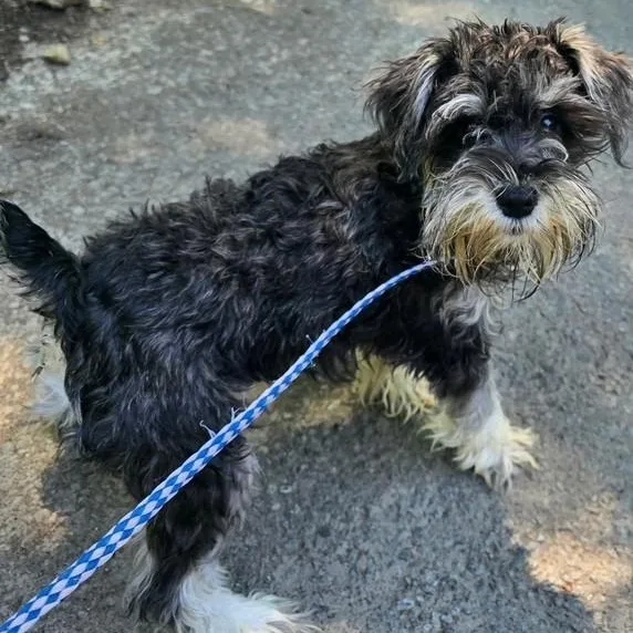A baby small-sized female White / Cream Schnoodle dog named Jaycee for adoption in Lambertville, NJ