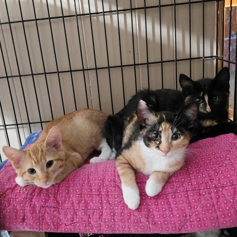 A baby medium-sized female Calico cat named Tootsie for adoption in Burlington, WA