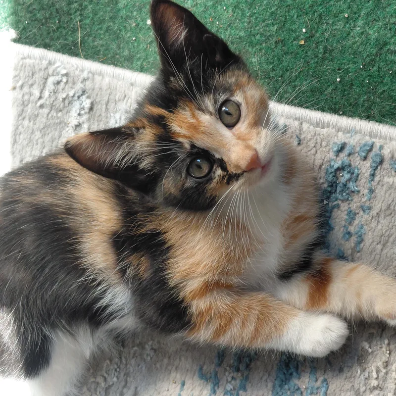 Tootsie thumbnail 4