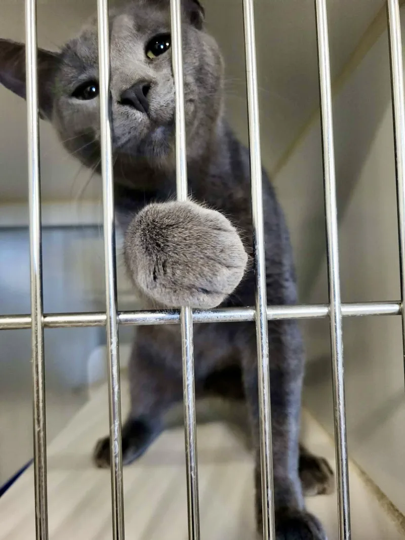 A young medium-sized male Gray / Blue / Silver Domestic Short Hair cat named Nettle for adoption in Detroit Lakes, MN