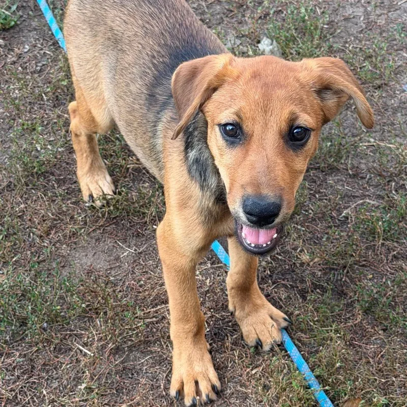A baby small-sized female Brown / Chocolate Mixed Breed dog named Wand for adoption in Buffalo, MN