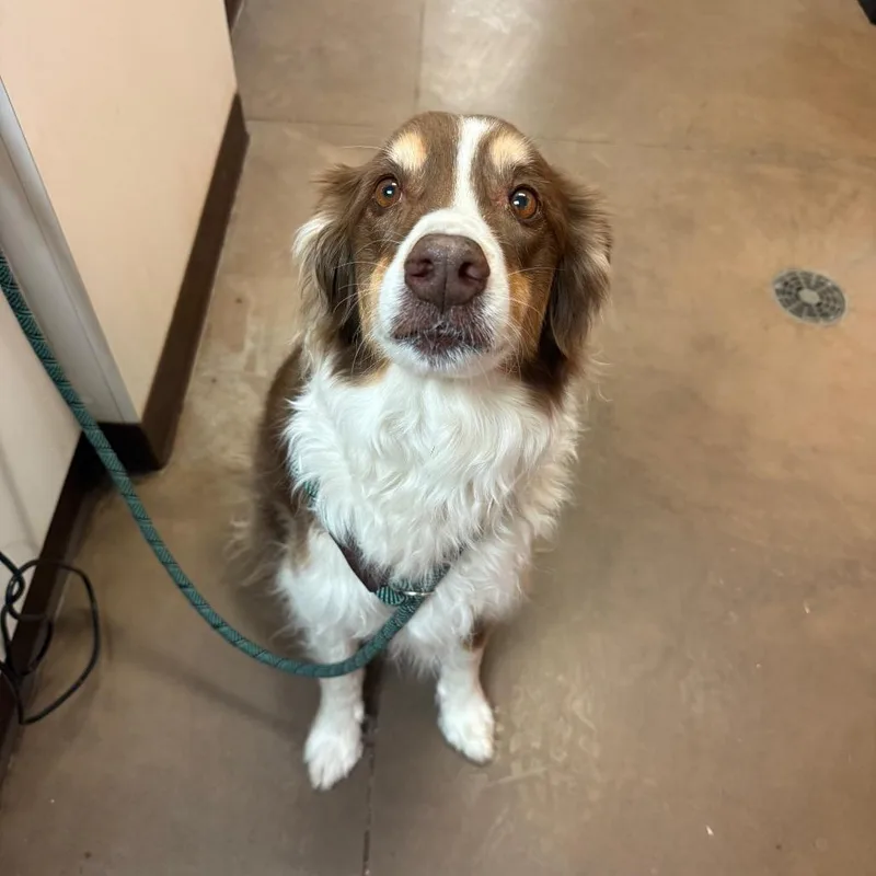 A senior medium-sized male Brown / Chocolate Australian Shepherd dog named Oz for adoption in Flagstaff, AZ