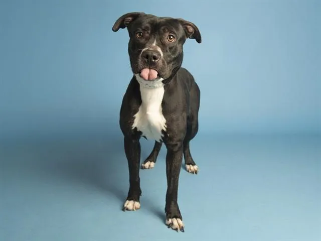 An adult large-sized female Pit Bull Terrier dog named Charlie for adoption in Phoenix, AZ