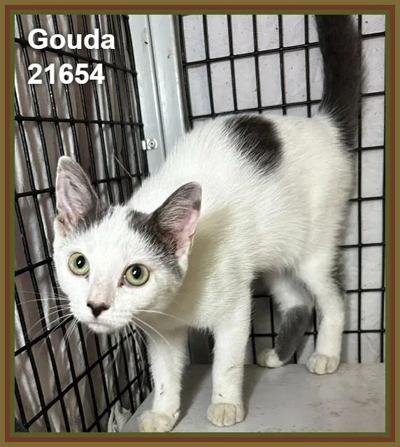 A baby medium-sized male Gray & White Domestic Short Hair cat named Gouda for adoption in Marietta, GA