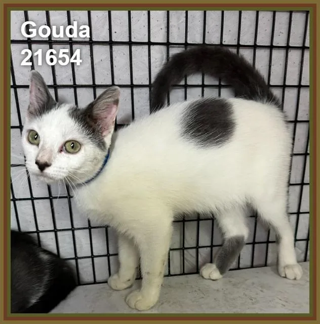 Gouda thumbnail 2