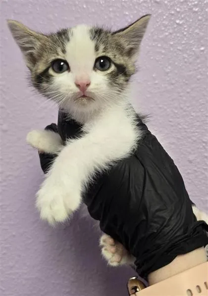 A baby small-sized female White Domestic Short Hair cat named Ian for adoption in El Paso, TX