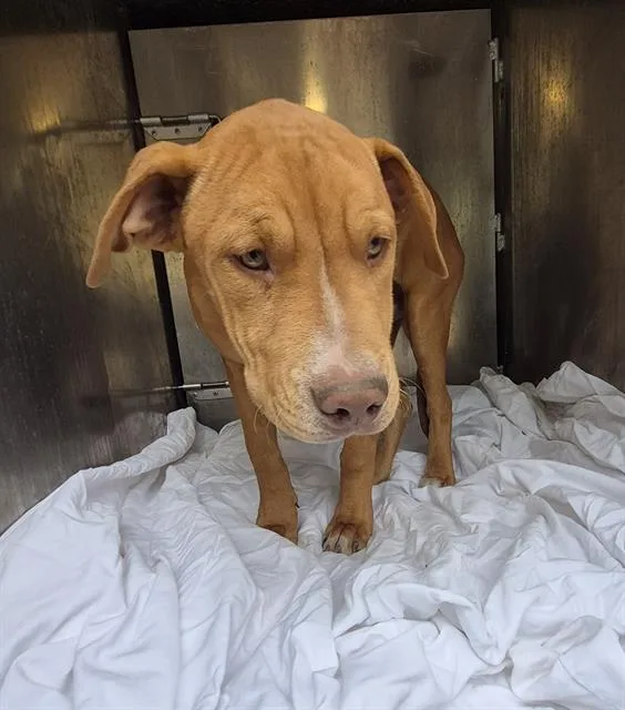 A young medium-sized male Labrador Retriever dog named Valero for adoption in San Antonio, TX