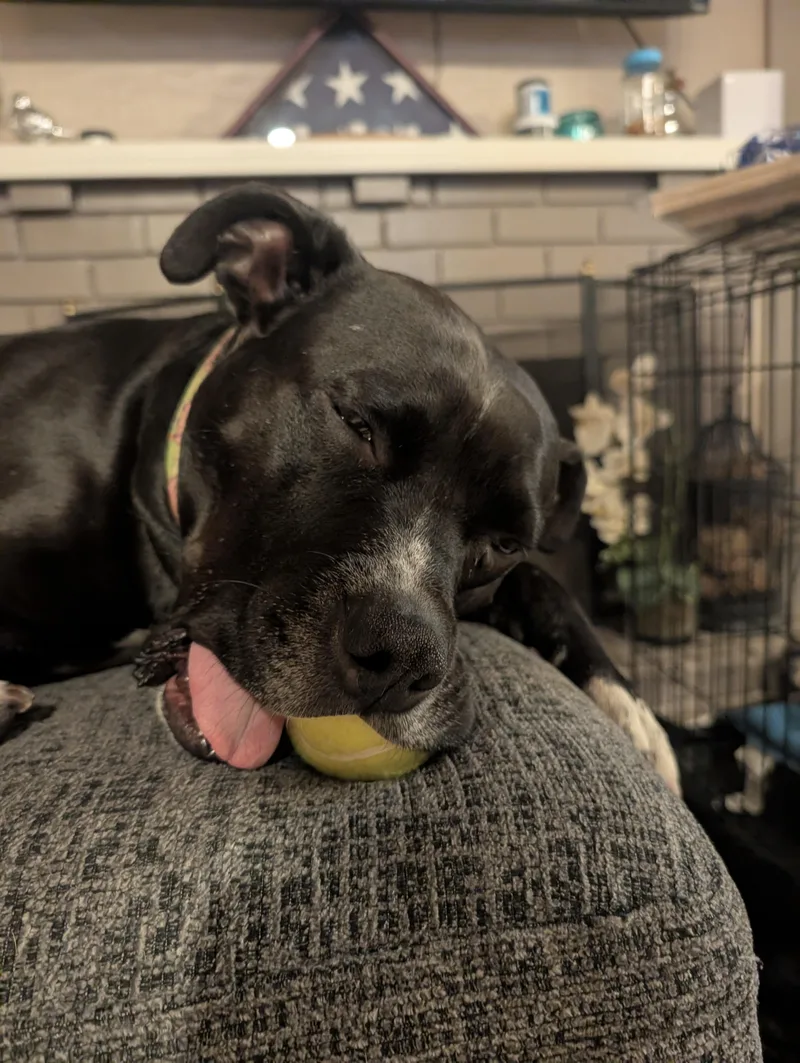 A young large-sized female Pit Bull Terrier dog named Pepper for adoption in Lincoln, CA