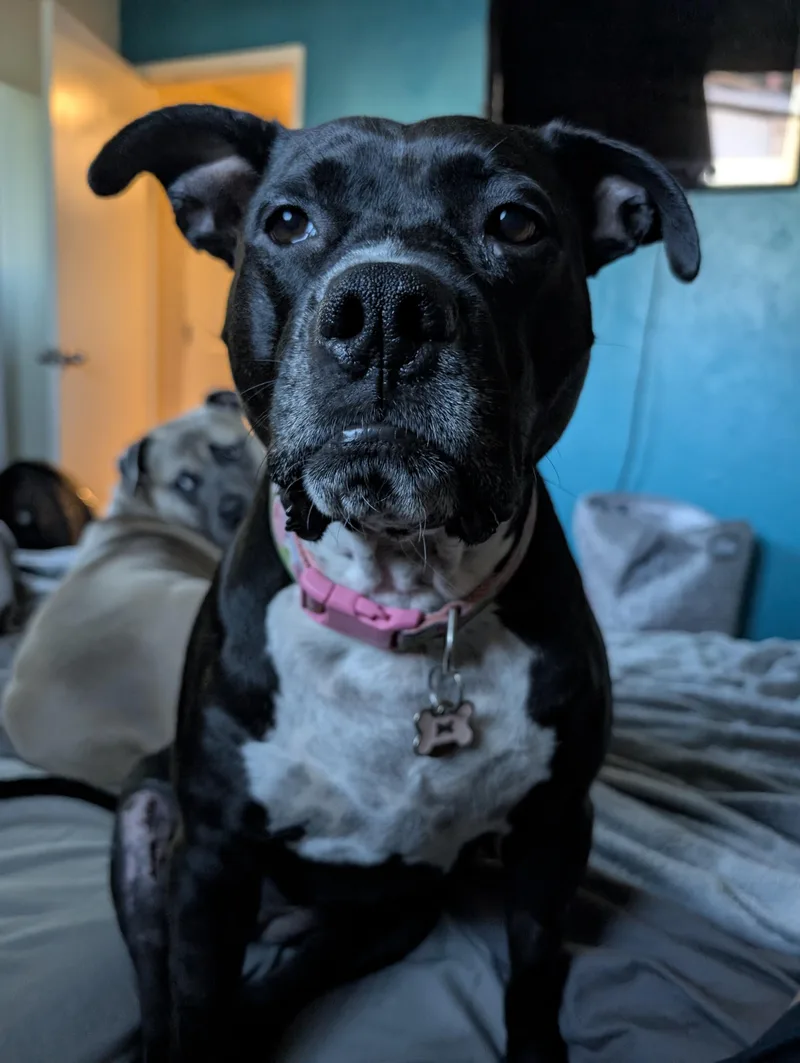 Pepper thumbnail 3