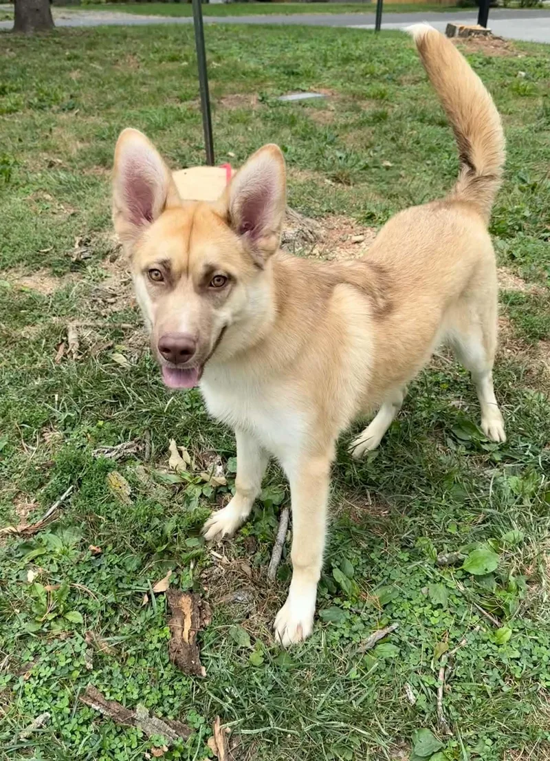 A young large-sized male German Shepherd Dog dog named Reese for adoption in Springfield, IL