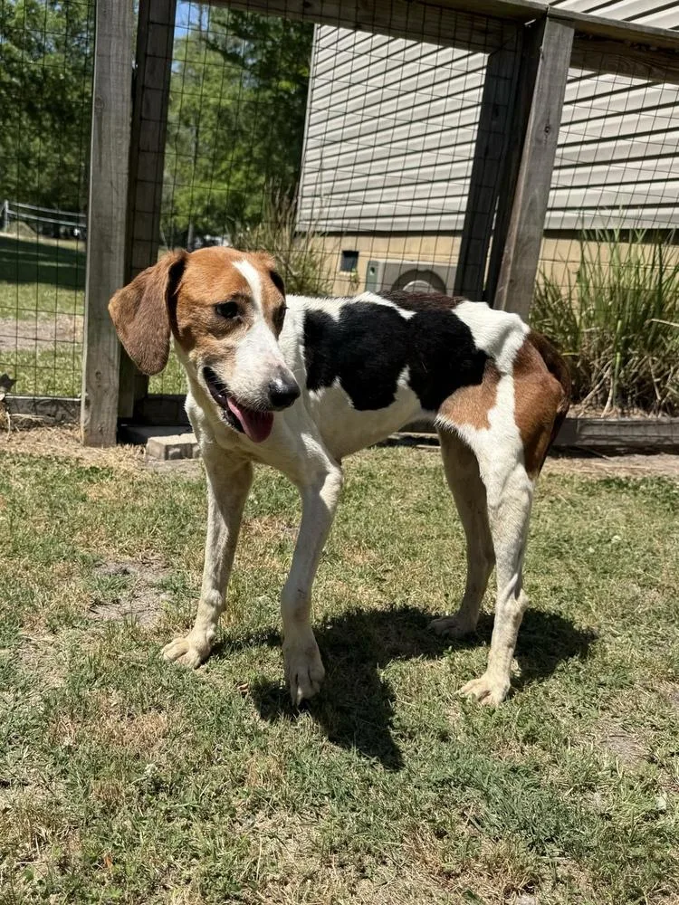 An adult medium-sized female Foxhound dog named Midge for adoption in Charleston, SC