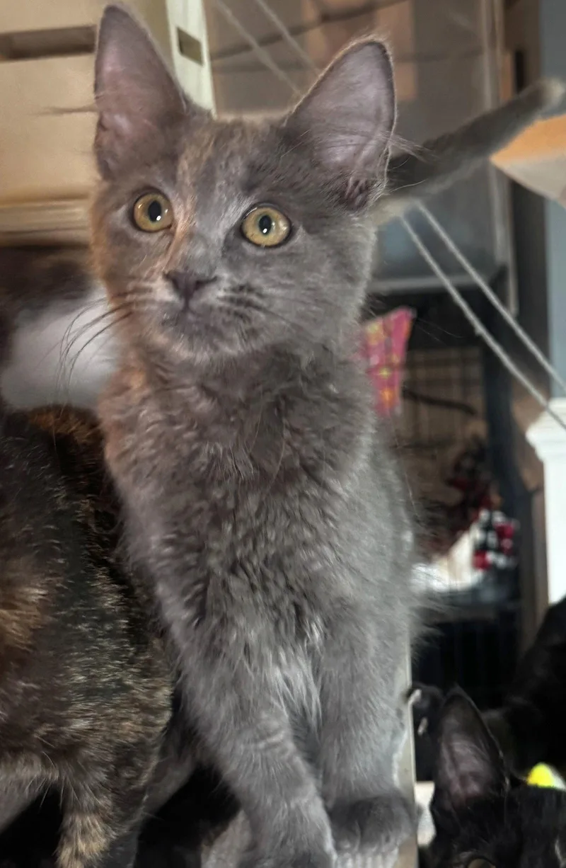 A young medium-sized female Gray / Blue / Silver Domestic Medium Hair cat named Petunia for adoption in Seal Beach, CA