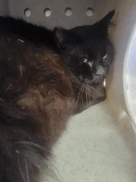 An adult small-sized male Domestic Long Hair cat named Binx for adoption in Lancaster, CA