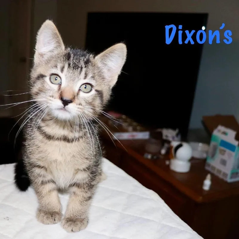 A baby small-sized male Brown / Chocolate Domestic Short Hair cat named Dixon's for adoption in FAIRWAY, KS