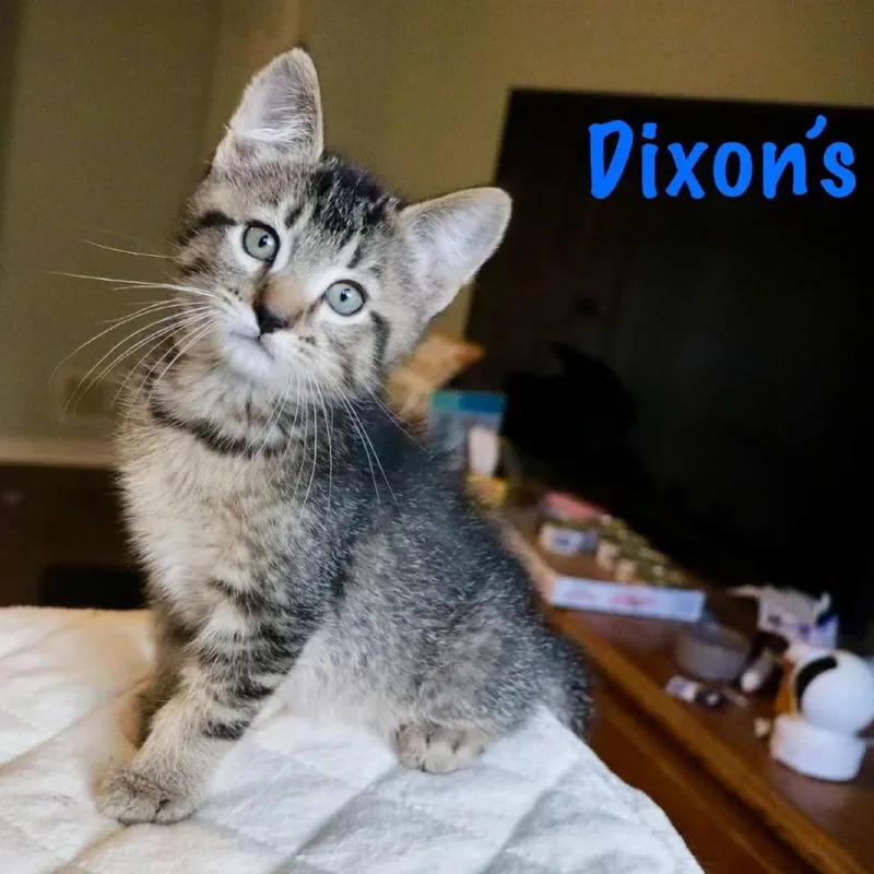 Dixon's thumbnail 2