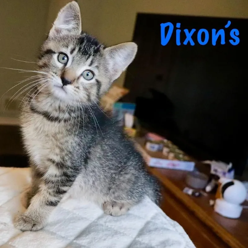 Dixon's thumbnail 3