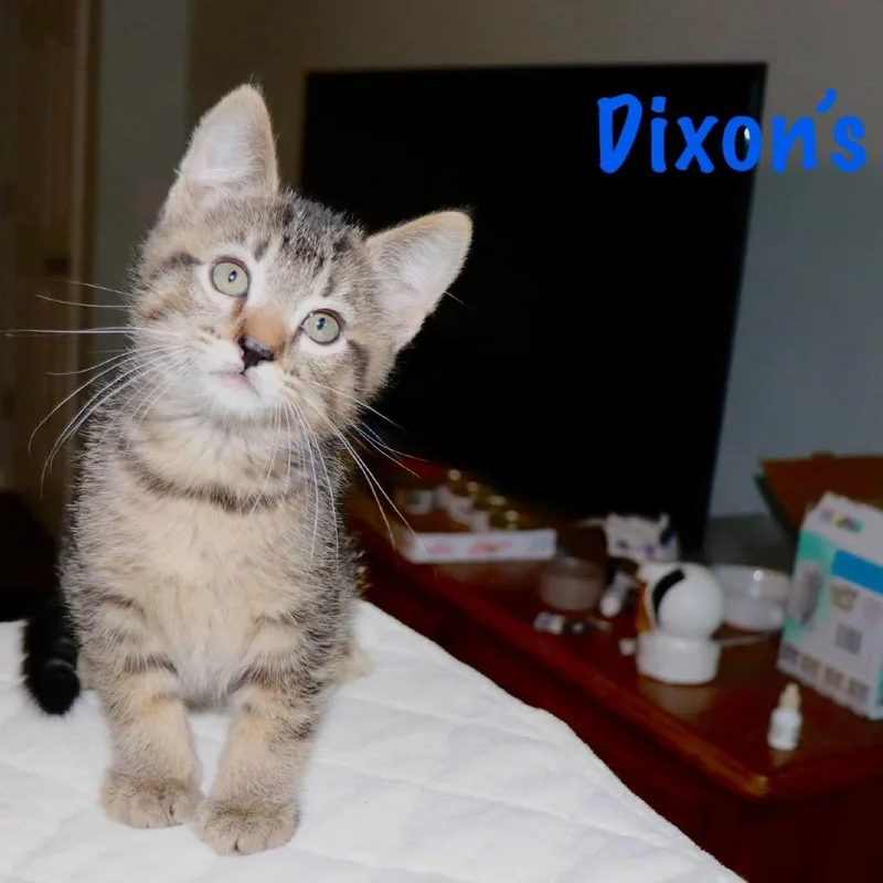 Dixon's thumbnail 4