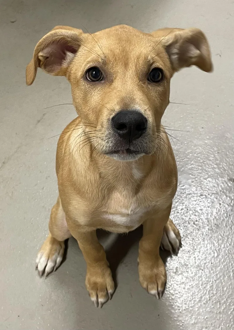 A baby medium-sized female Husky dog named Star HOLD for adoption in Canton, OH
