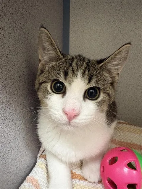 A baby small-sized male Domestic Short Hair cat named Ranger for adoption in Aliquippa, PA