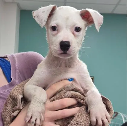 A baby small-sized male Mixed Breed dog named Trouble for adoption in West Chester, PA
