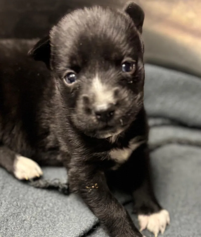 A baby large-sized female Husky dog named Sophia for adoption in Carthage, MO