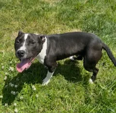 Push Pop thumbnail 2