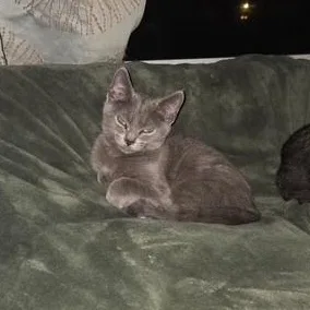 A young medium-sized male Gray / Blue / Silver Domestic Short Hair cat named Gregory for adoption in Braintree, MA