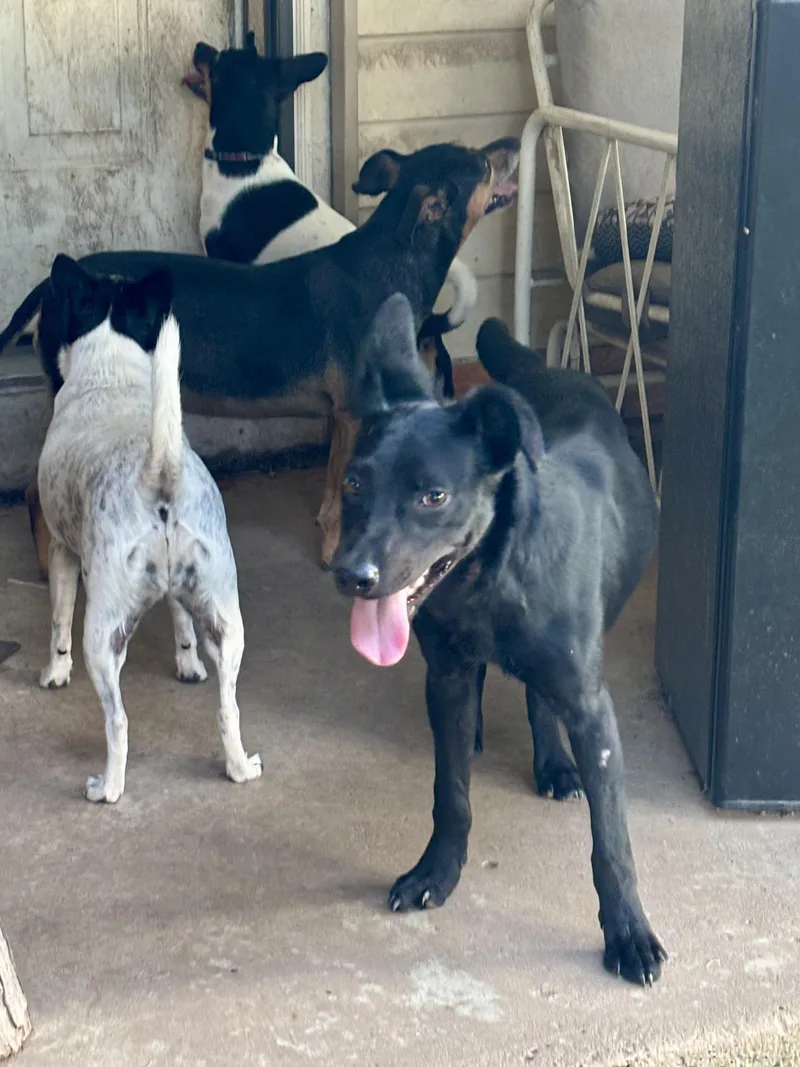 A baby medium-sized male Dutch Shepherd dog named Porter for adoption in Welling, OK
