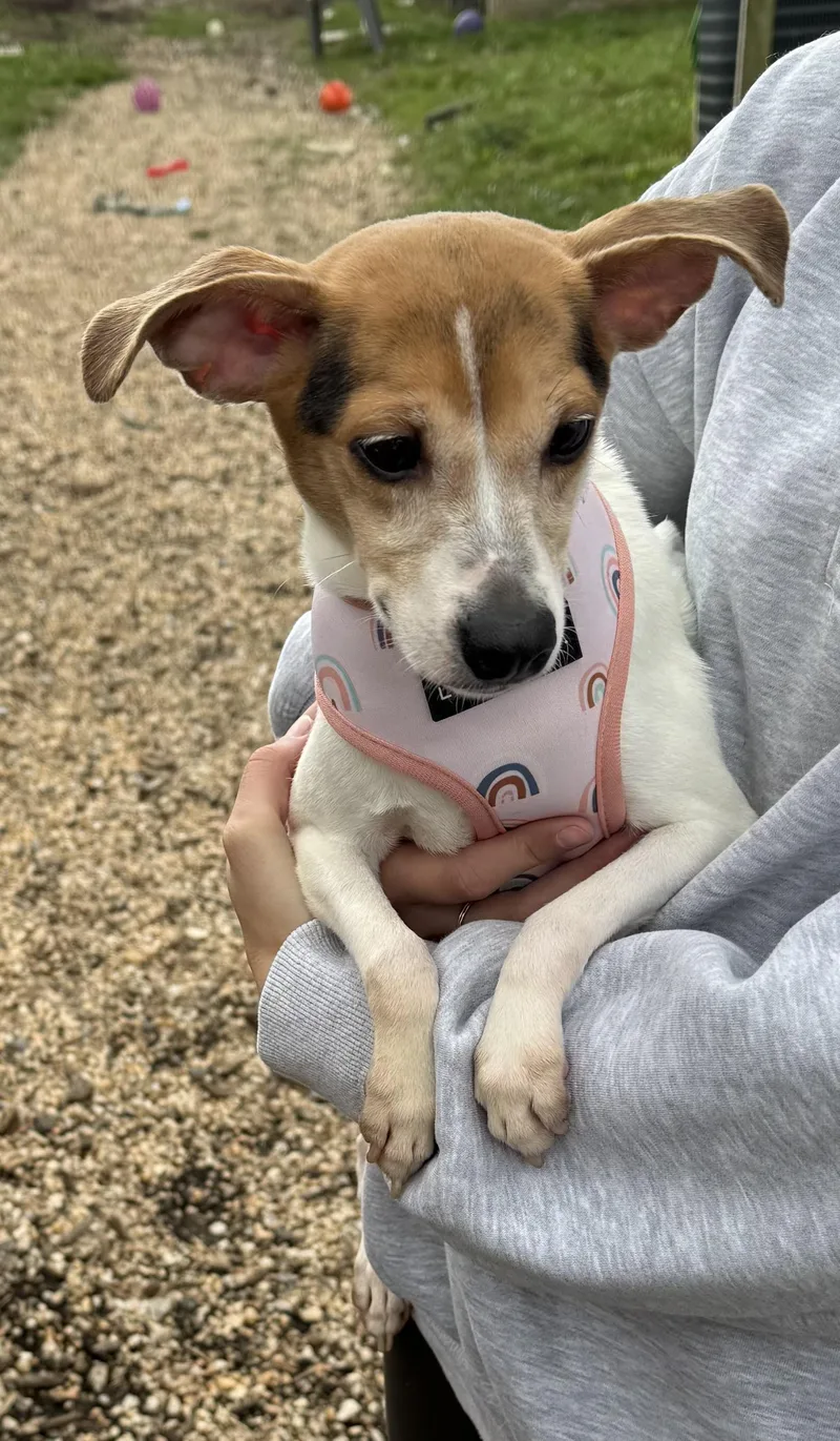 An adult small-sized female Terrier dog named Putt Putt. Bonded to for adoption in Ellicott City, MD
