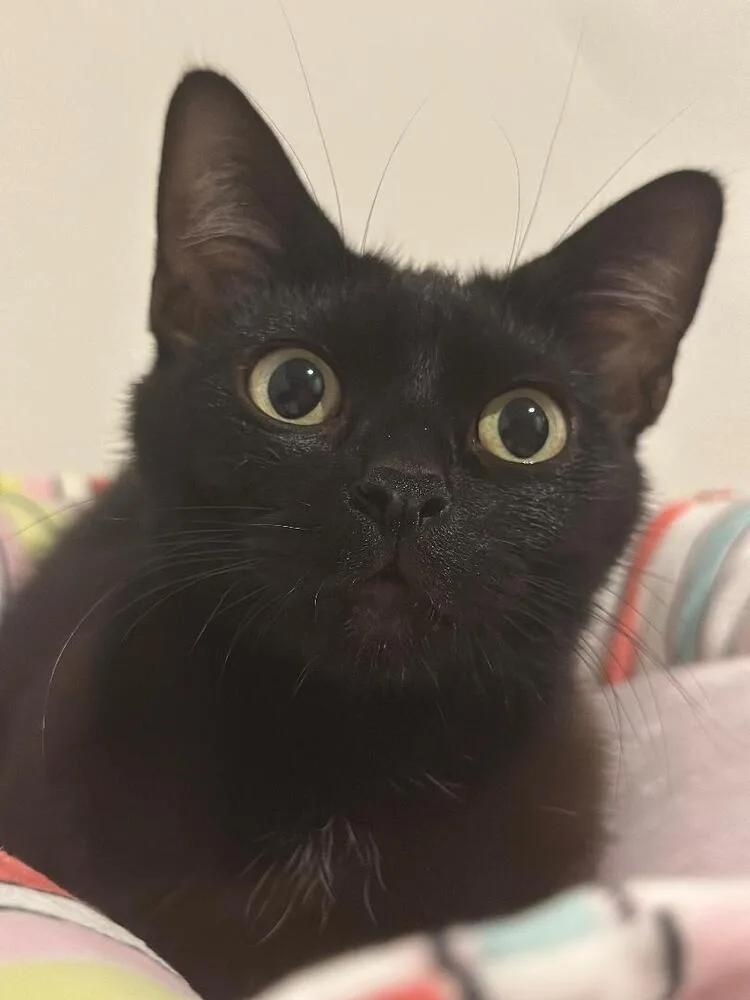 A young medium-sized female Black Domestic Short Hair cat named Mama Sophia for adoption in Oceanside, CA