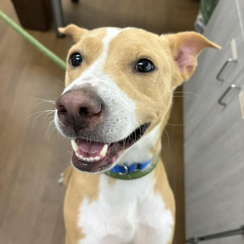 An adult medium-sized male Yellow / Tan / Blond / Fawn American Staffordshire Terrier dog named Hermes for adoption in Beaumont, TX