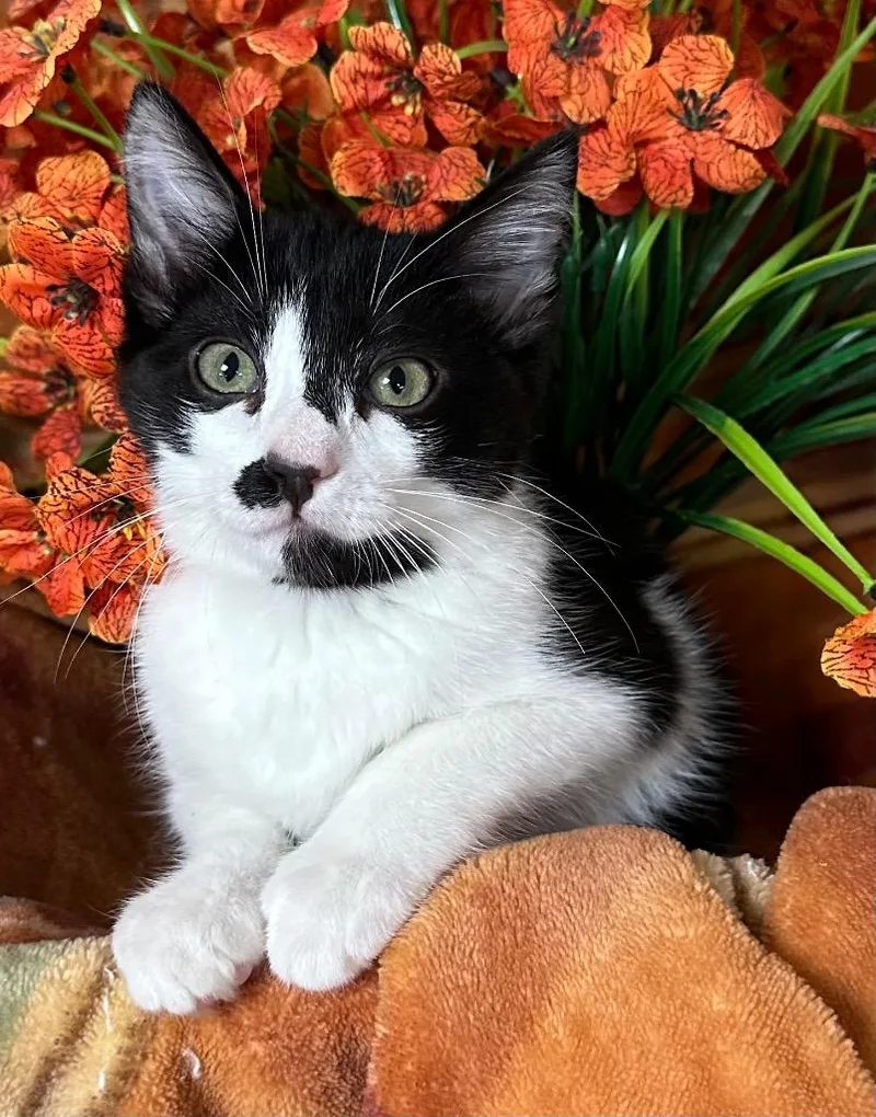 A baby small-sized female American Bobtail cat named Prayer for adoption in Stillwater, OK