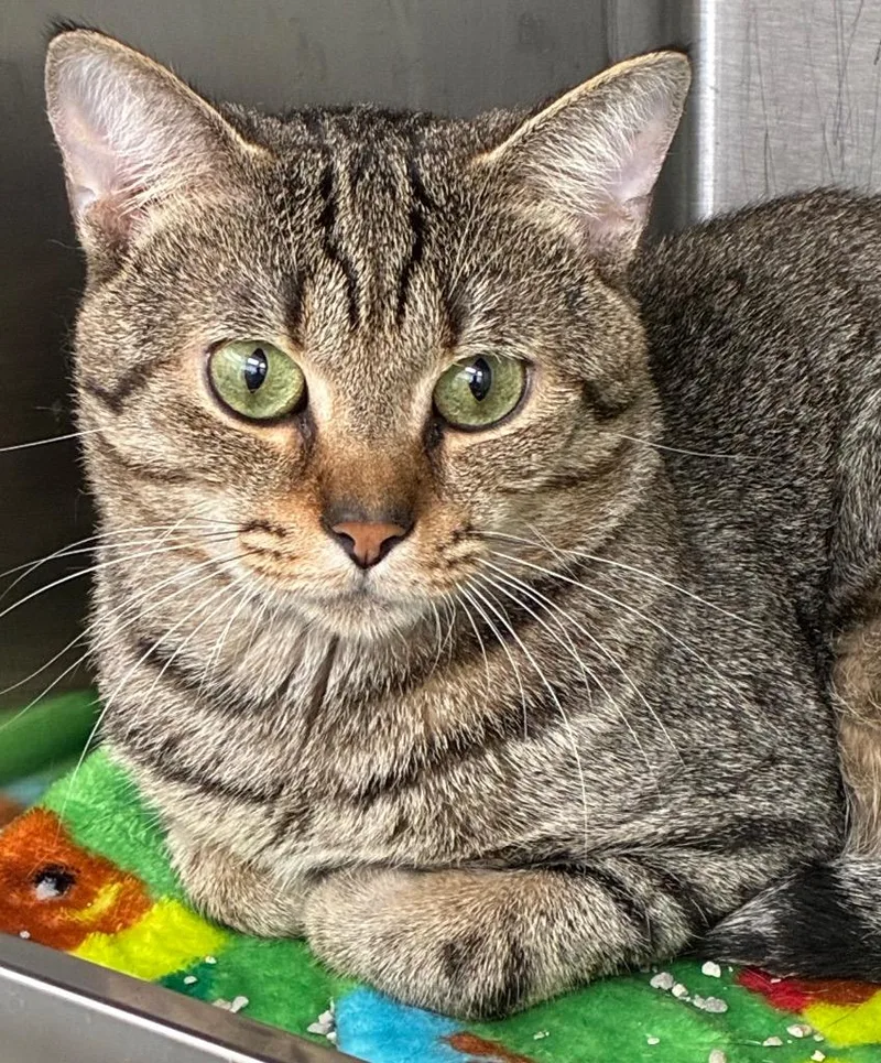 An adult small-sized male Domestic Short Hair cat named Buritto for adoption in Hartsville, SC