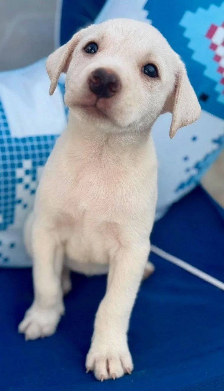 A baby medium-sized female Labrador Retriever dog named Olivia for adoption in Lake Hopatcong, NJ