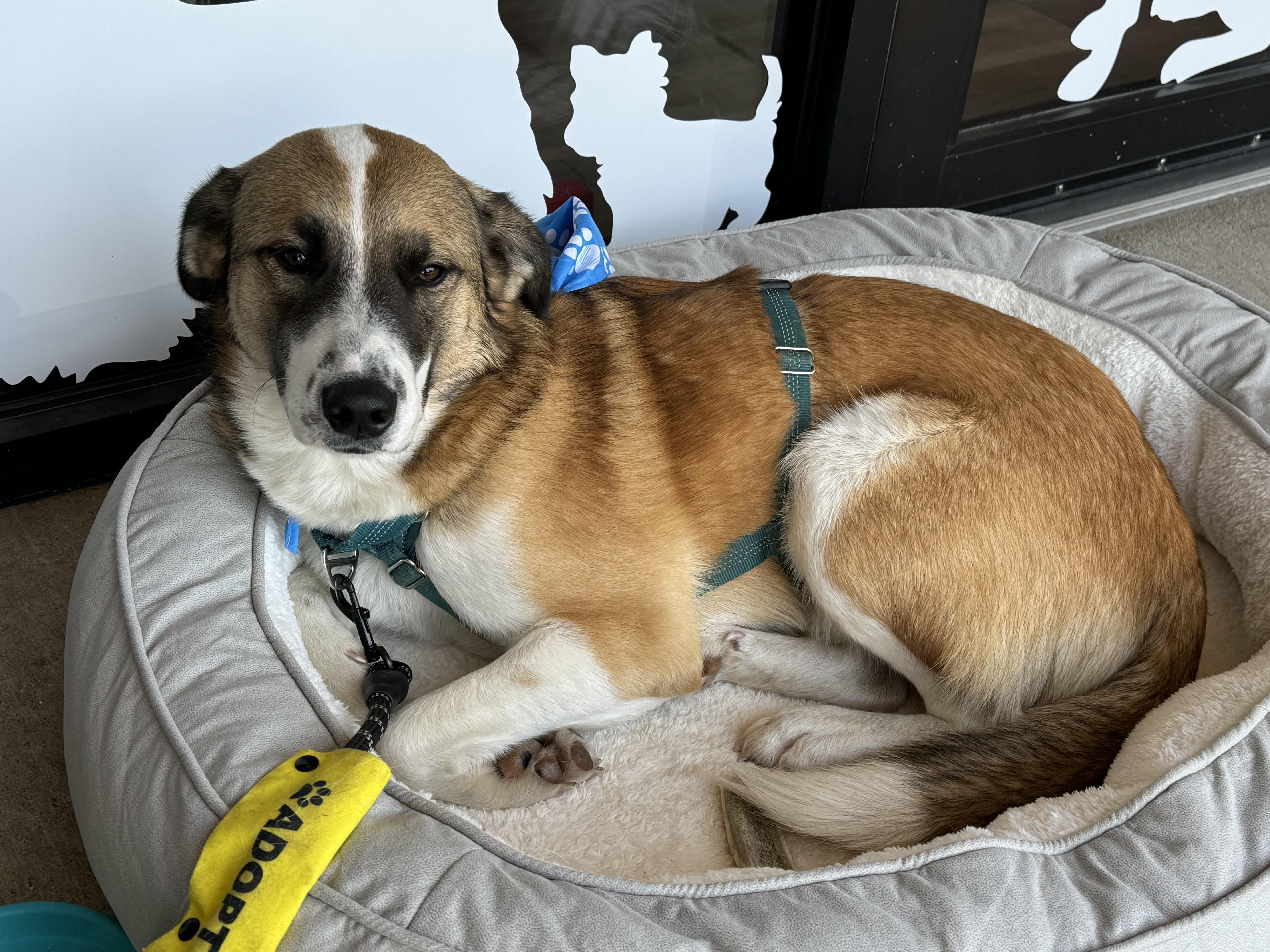 A young large-sized male Tricolor (Brown, Black, & White) Anatolian Shepherd dog named Shadow for adoption in Springfield, MO