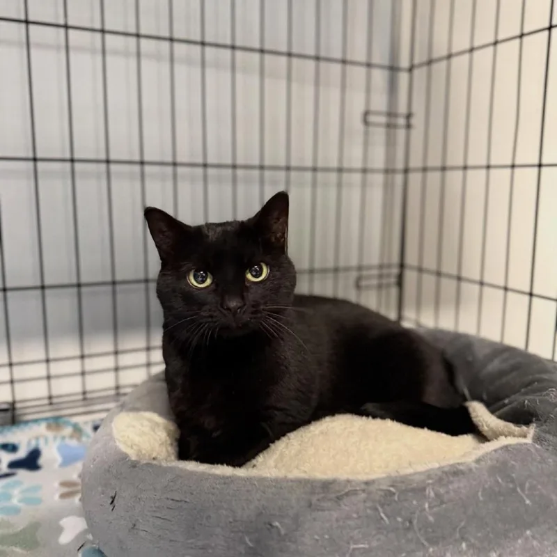 An adult medium-sized female Black Domestic Short Hair cat named Spooks for adoption in Cortland, OH