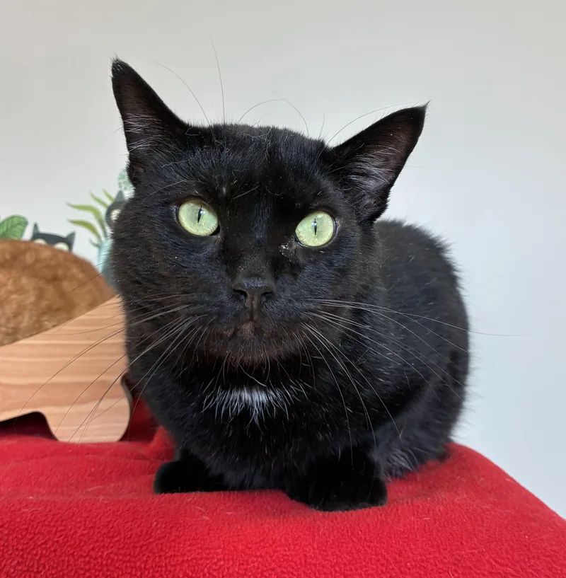 Edgar Allan Toe thumbnail 2