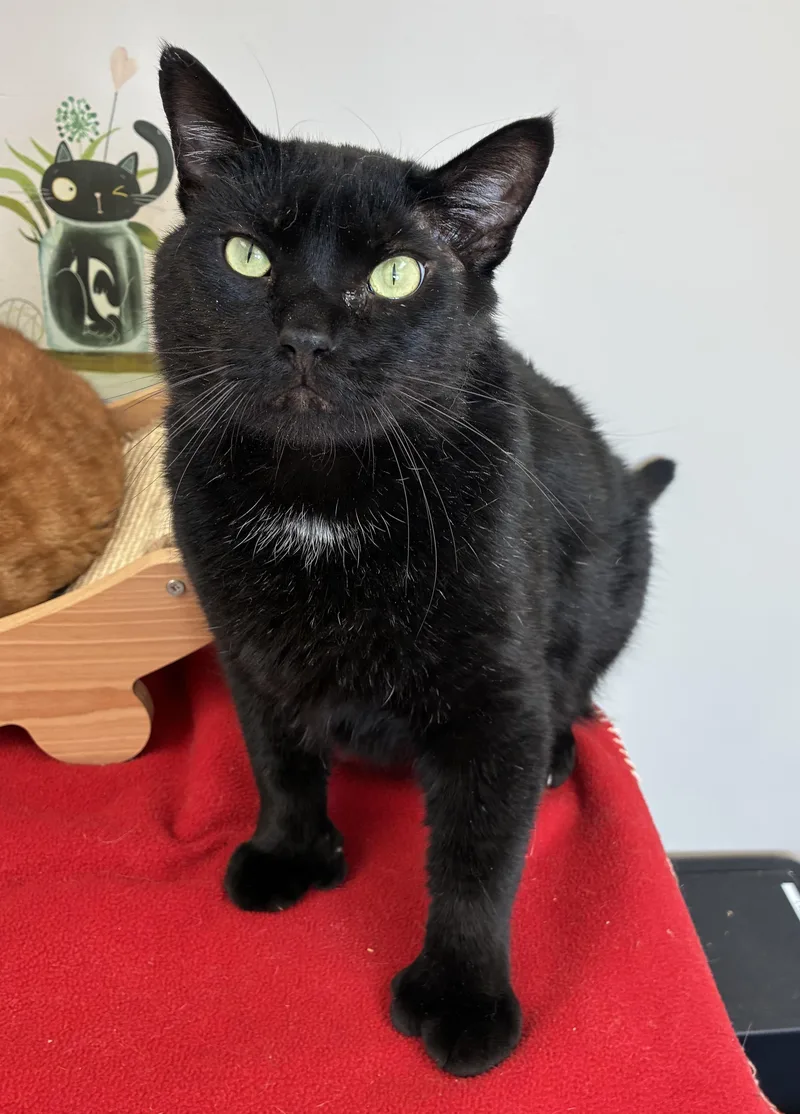 Edgar Allan Toe thumbnail 3