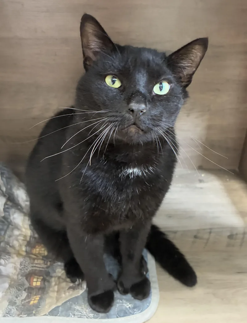 Edgar Allan Toe thumbnail 4