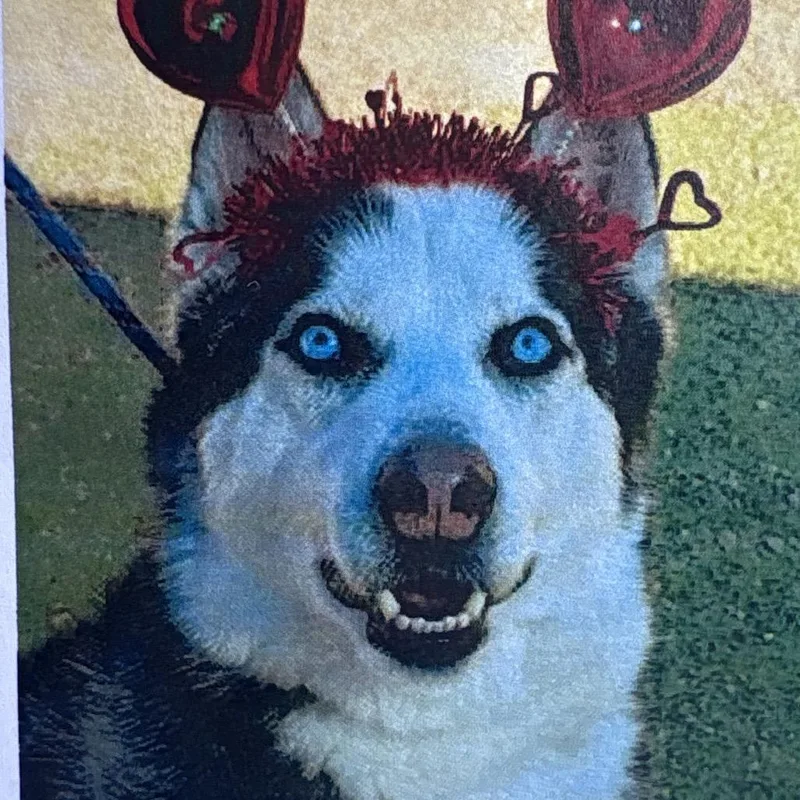 An adult medium-sized male White / Cream Husky dog named Jasper for adoption in Yuma, AZ