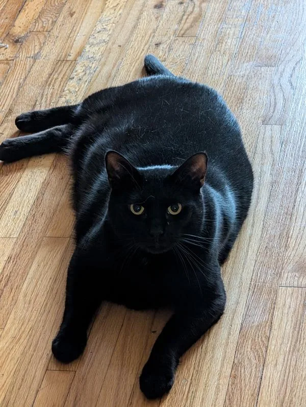 An adult large-sized male Domestic Short Hair cat named Jackson for adoption in Ridgewood, NY