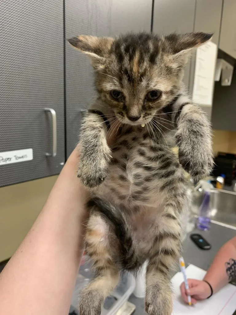 A baby medium-sized female Domestic Short Hair cat named Mariner for adoption in Florence, SC