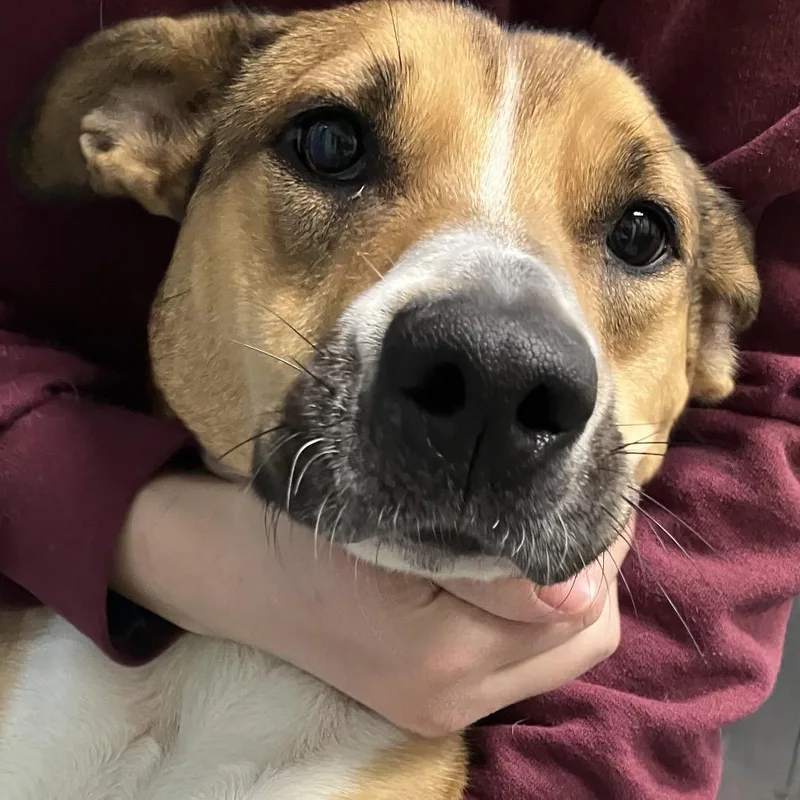 An adult medium-sized female Yellow / Tan / Blond / Fawn Mixed Breed dog named Zoey for adoption in DeKalb, IL